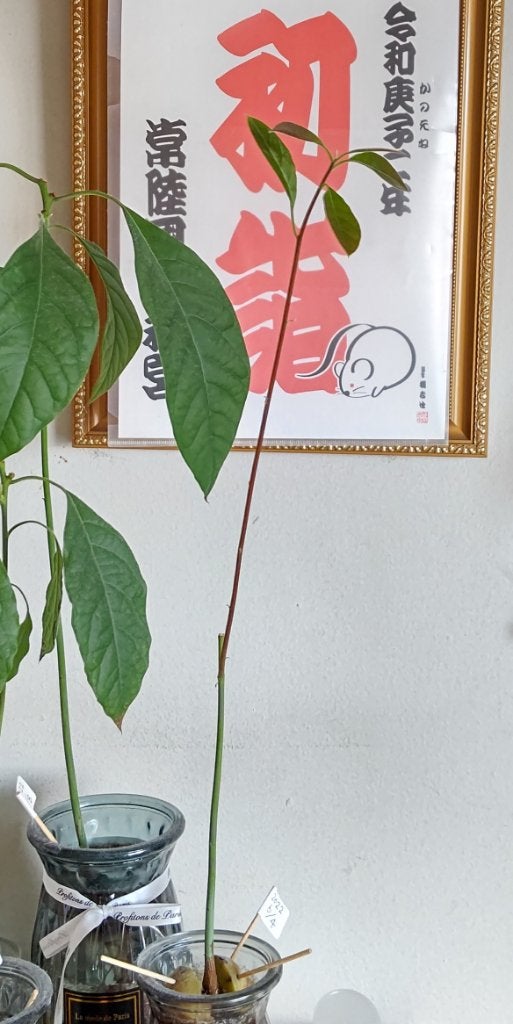 ガラス花瓶/DAISO/その他を使ったクチコミ(1枚目)