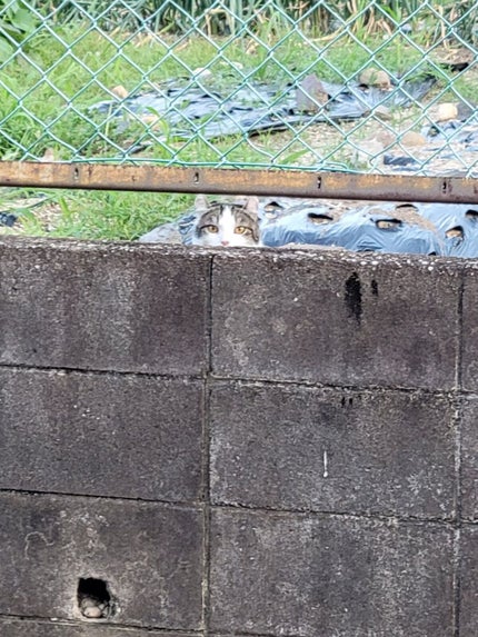 ハニーフルリップ HM/カントリー&ストリーム/リップ美容液を使ったクチコミ(2枚目)