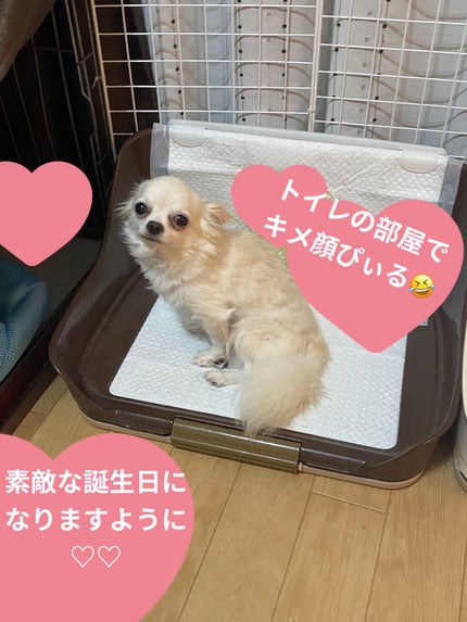 カラフルネイルズ/キャンメイク/マニキュアを使ったクチコミ(8枚目)