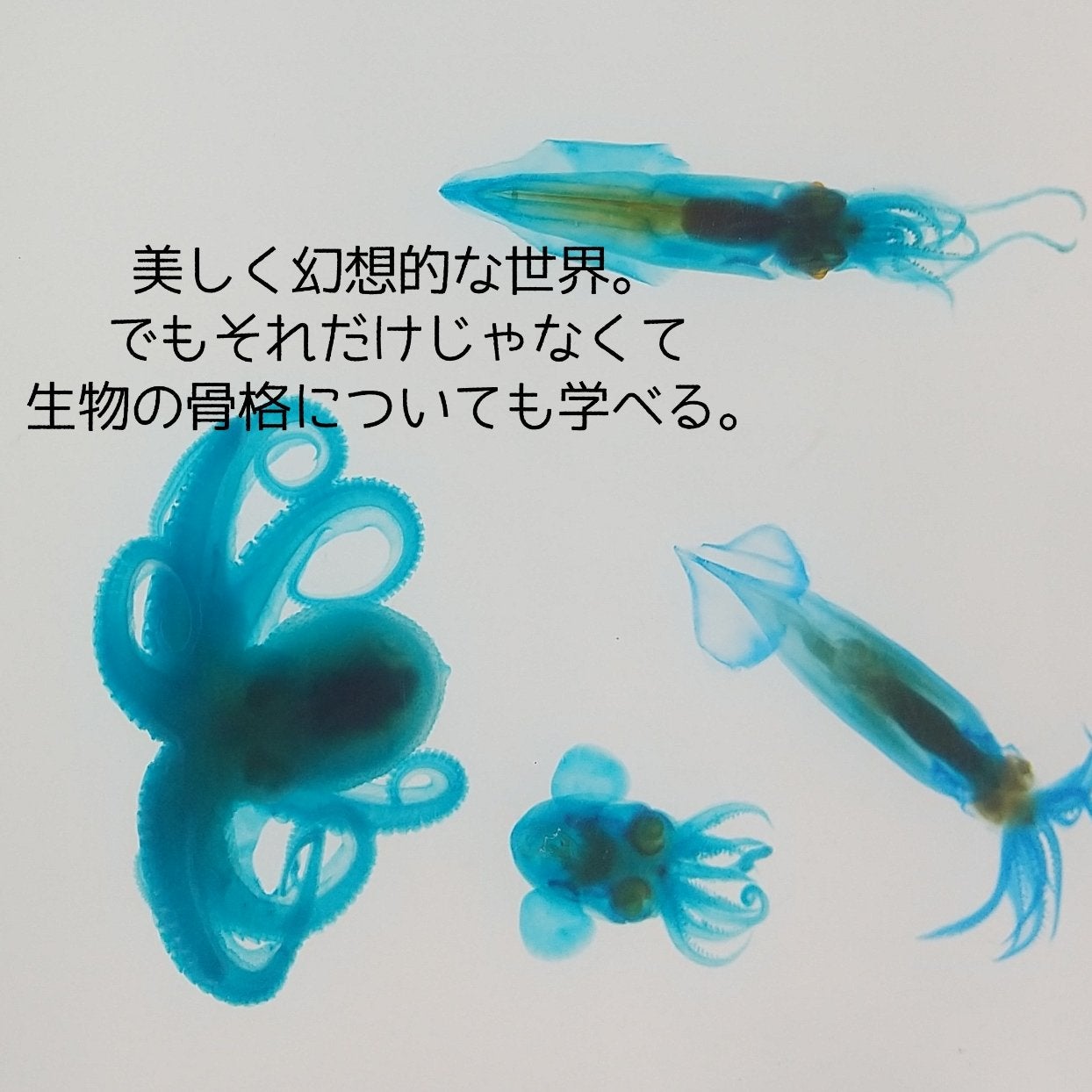 アイカラーパレット/heme/アイシャドウパレットを使ったクチコミ(9枚目)