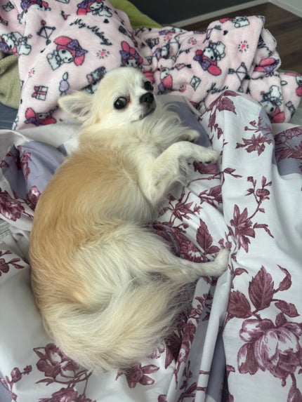 ジルスチュアート ヴァニラ ラスト シマリングリップバーム/JILL STUART/リップバームを使ったクチコミ(10枚目)