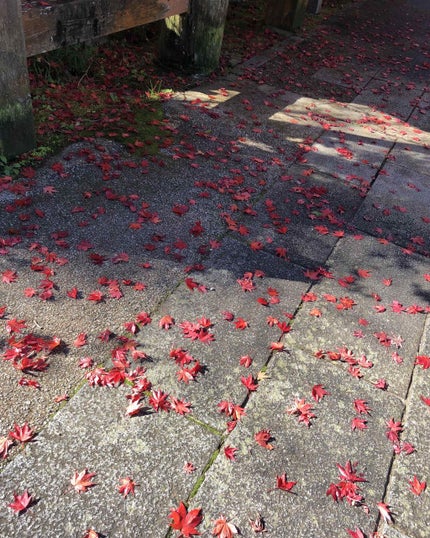 トリプルレシピアイズ/インテグレート/アイシャドウパレットを使ったクチコミ(2枚目)