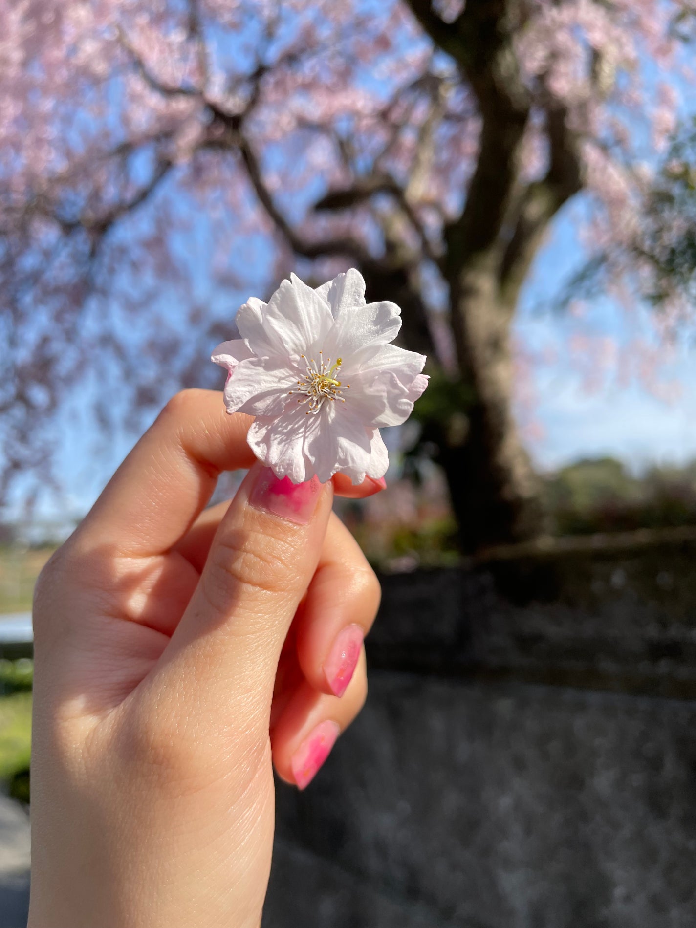 ネイル エナメル/ちふれ/マニキュアを使ったクチコミ(2枚目)