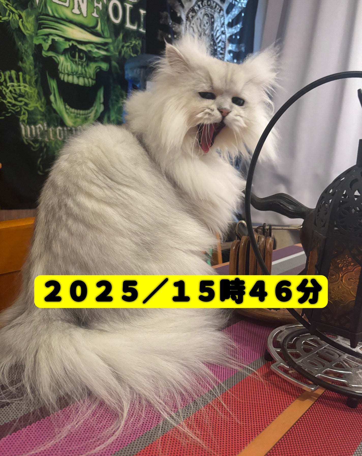 666Anonymous666 on LIPS 「#成長アルバム#段々威圧感が…#ペルシャ #シルバーこの子は悪..」(6枚目)