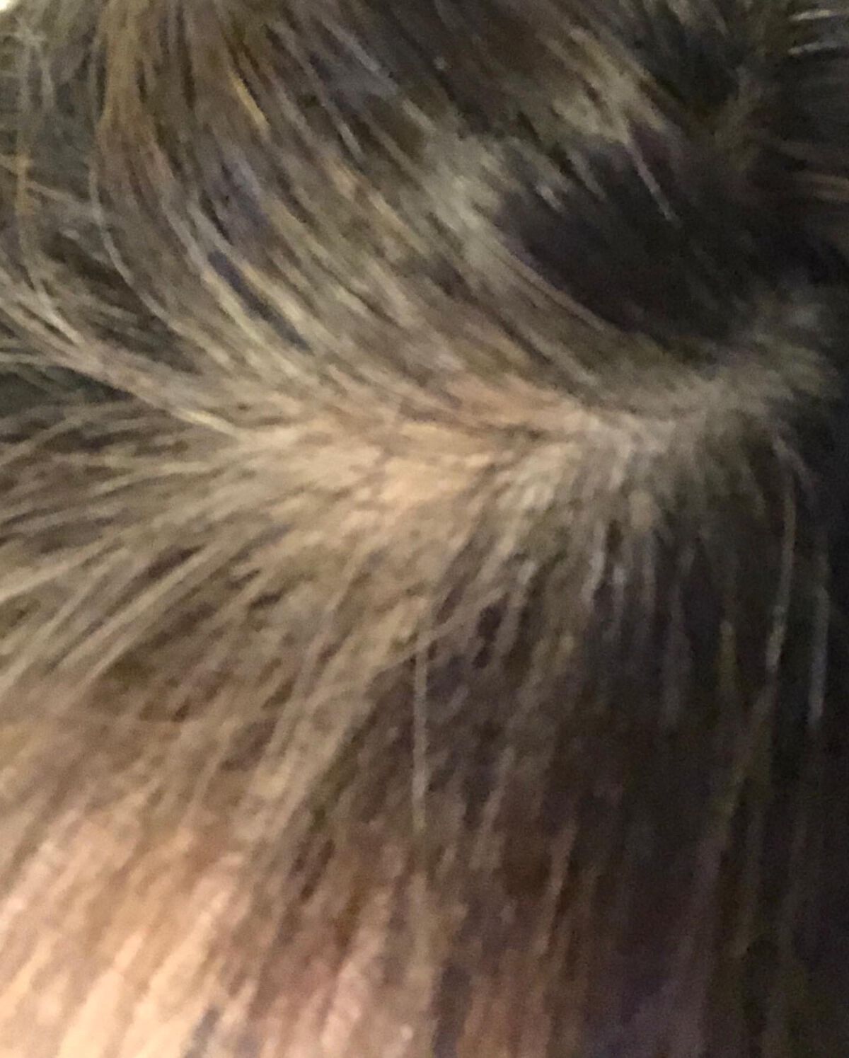 ROOT VANISH 白髪染めカラーシャンプー/ トリートメント/綺和美/市販シャンプーを使ったクチコミ(4枚目)