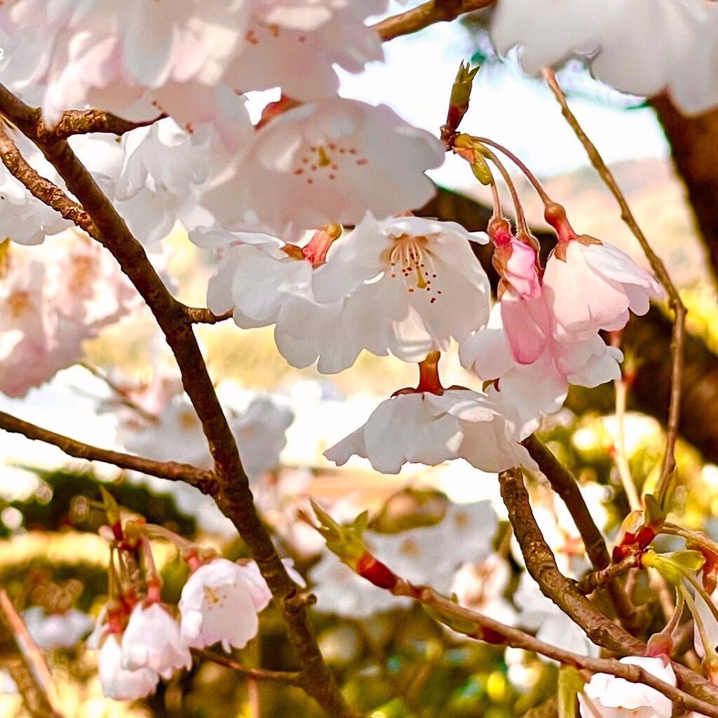 シングルアイシャドー/NARS/単色アイシャドウを使ったクチコミ(7枚目)