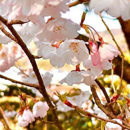 シングルアイシャドー/NARS/単色アイシャドウを使ったクチコミ(7枚目)