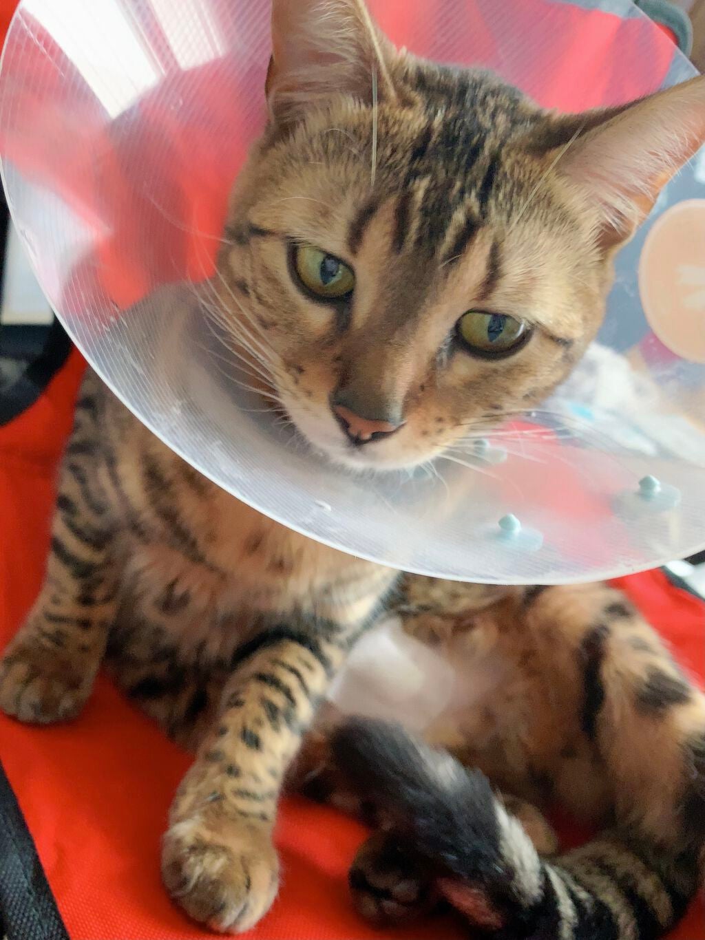 ジューシーピュアアイズ/キャンメイク/アイシャドウパレットを使ったクチコミ(4枚目)