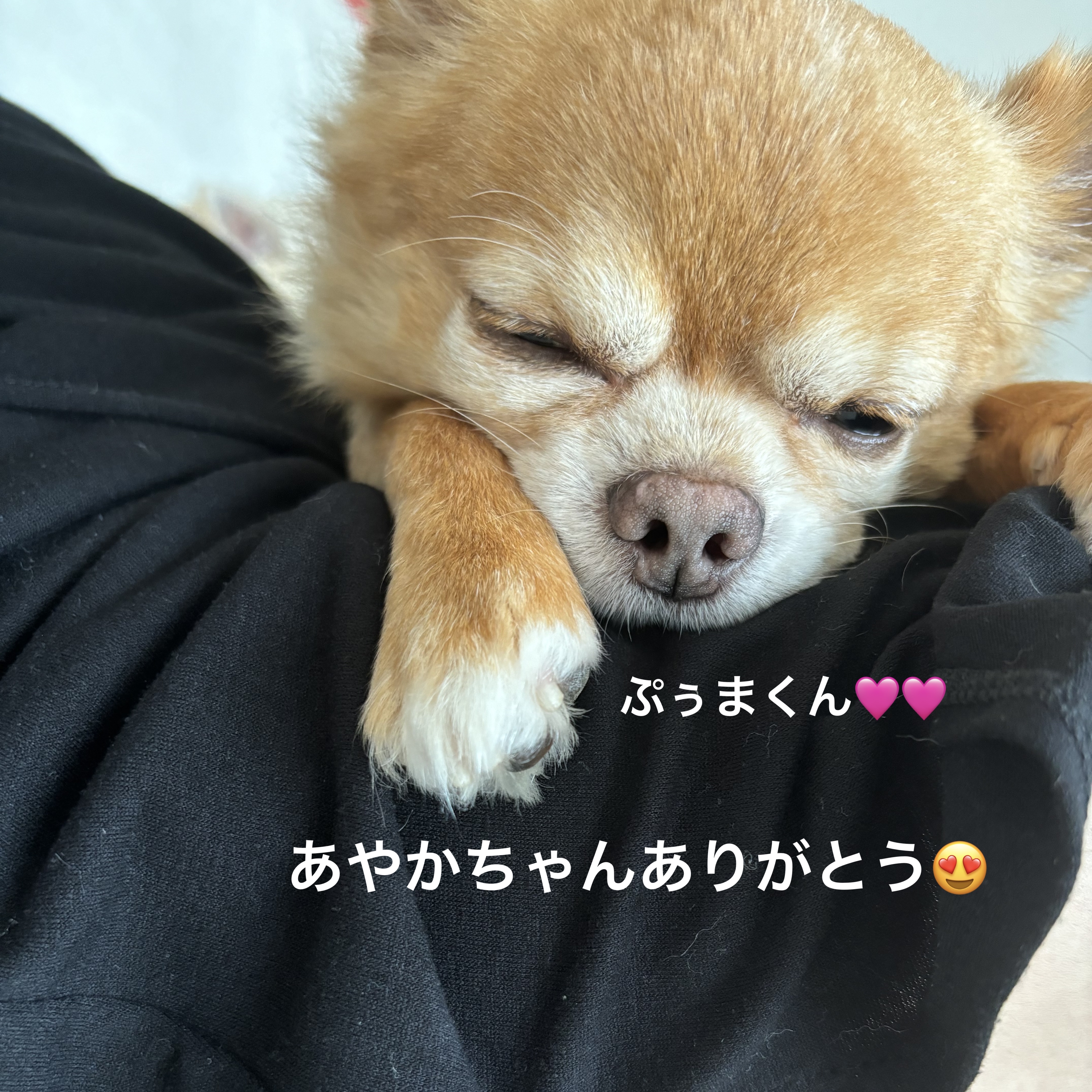 マウントレーニア  クリーミー抹茶ラテ/森永乳業/ドリンクを使ったクチコミ（3枚目）