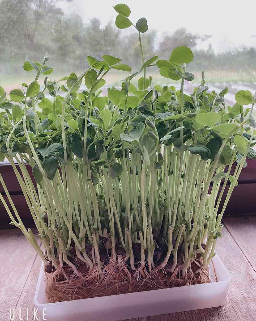 クリアケア 薬用アクネ美容液/無印良品/美容液を使ったクチコミ(3枚目)