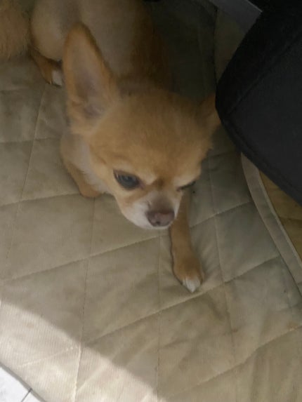 リップスティック/HACCI/リップクリームを使ったクチコミ(7枚目)