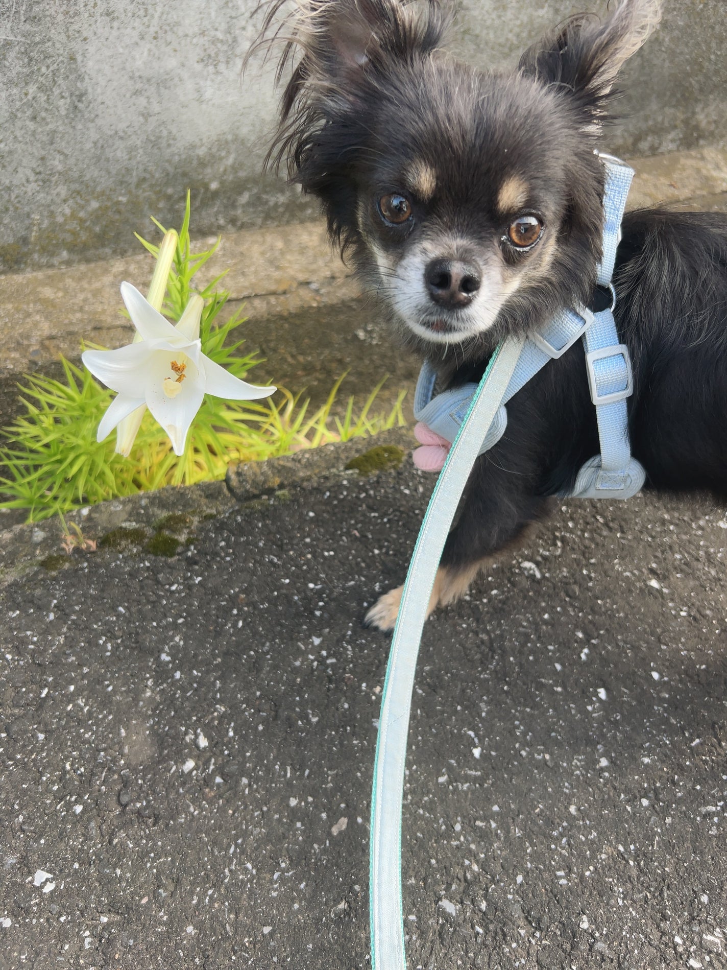 ひふみレイキ💫フォロバ♾️ on LIPS 「#Myあか抜け記録言葉の花束💐心のサプリをあなたへ💖愛犬ひふみ..」(2枚目)