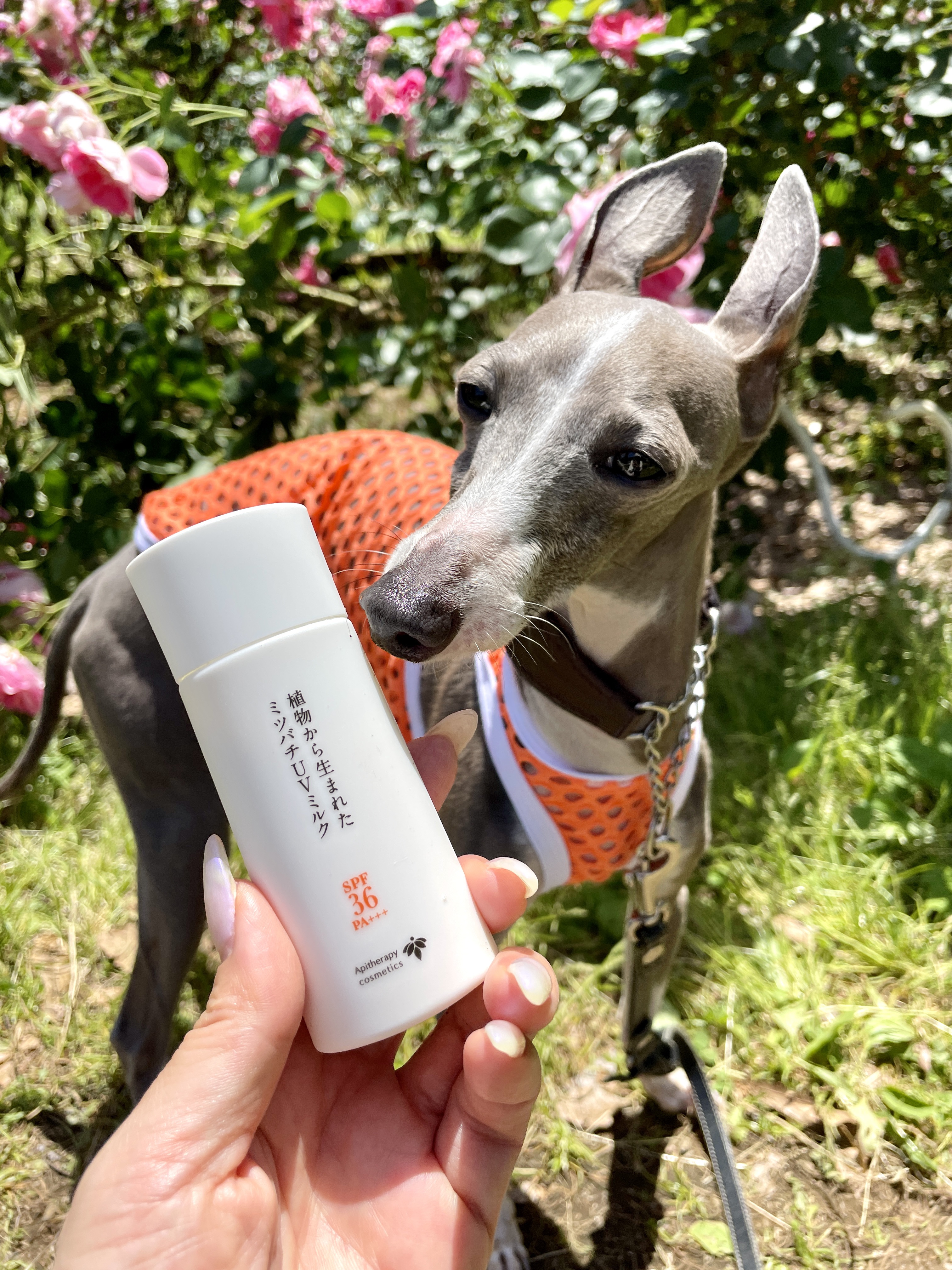 植物から生まれたミツバチUVミルク/アピセラピーコスメティクス/日焼け止めミルクを使ったクチコミ（1枚目）