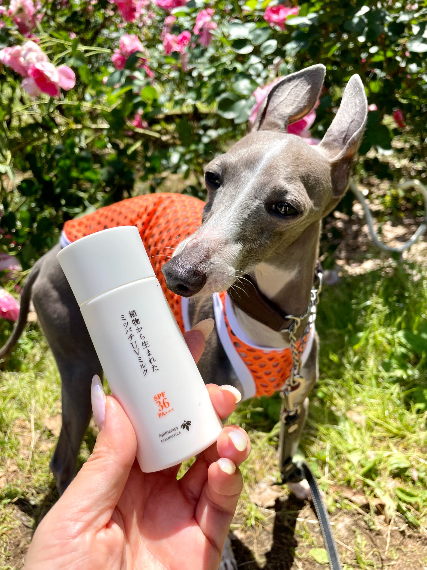 植物から生まれたミツバチUVミルク/アピセラピーコスメティクス/日焼け止めミルクを使ったクチコミ(1枚目)