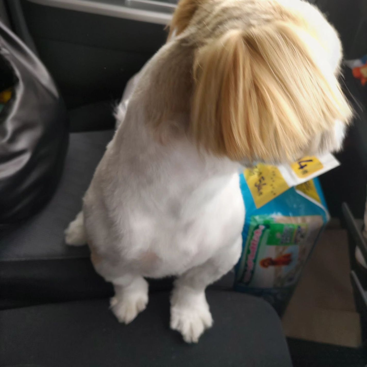 ひろちゃん on LIPS 「Trimming昨日行ってきたよモコちゃんのTrimmingめ..」(2枚目)