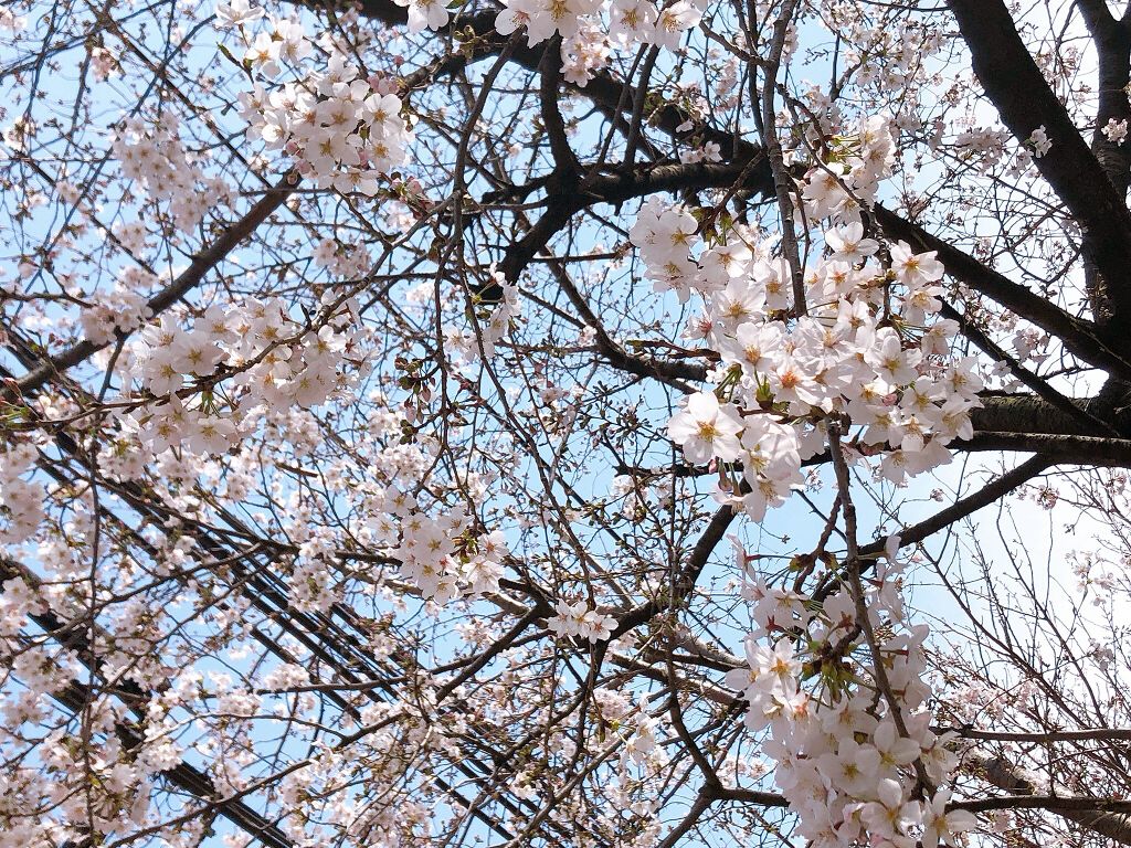 SSビオリス ボタニカル ヘアオイル/SSビオリス/ヘアオイルを使ったクチコミ（1枚目）