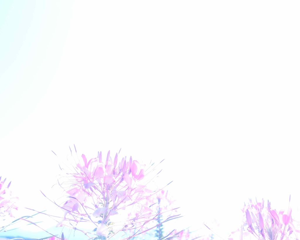 オーガニックロングマスカラ/アクア・アクア/マスカラを使ったクチコミ(1枚目)