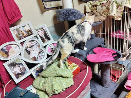 キスミー薬用ハンドクリーム/キスミー 薬用シリーズ/ハンドクリームを使ったクチコミ(1枚目)