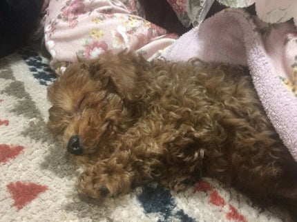 を使ったクチコミ(1枚目)