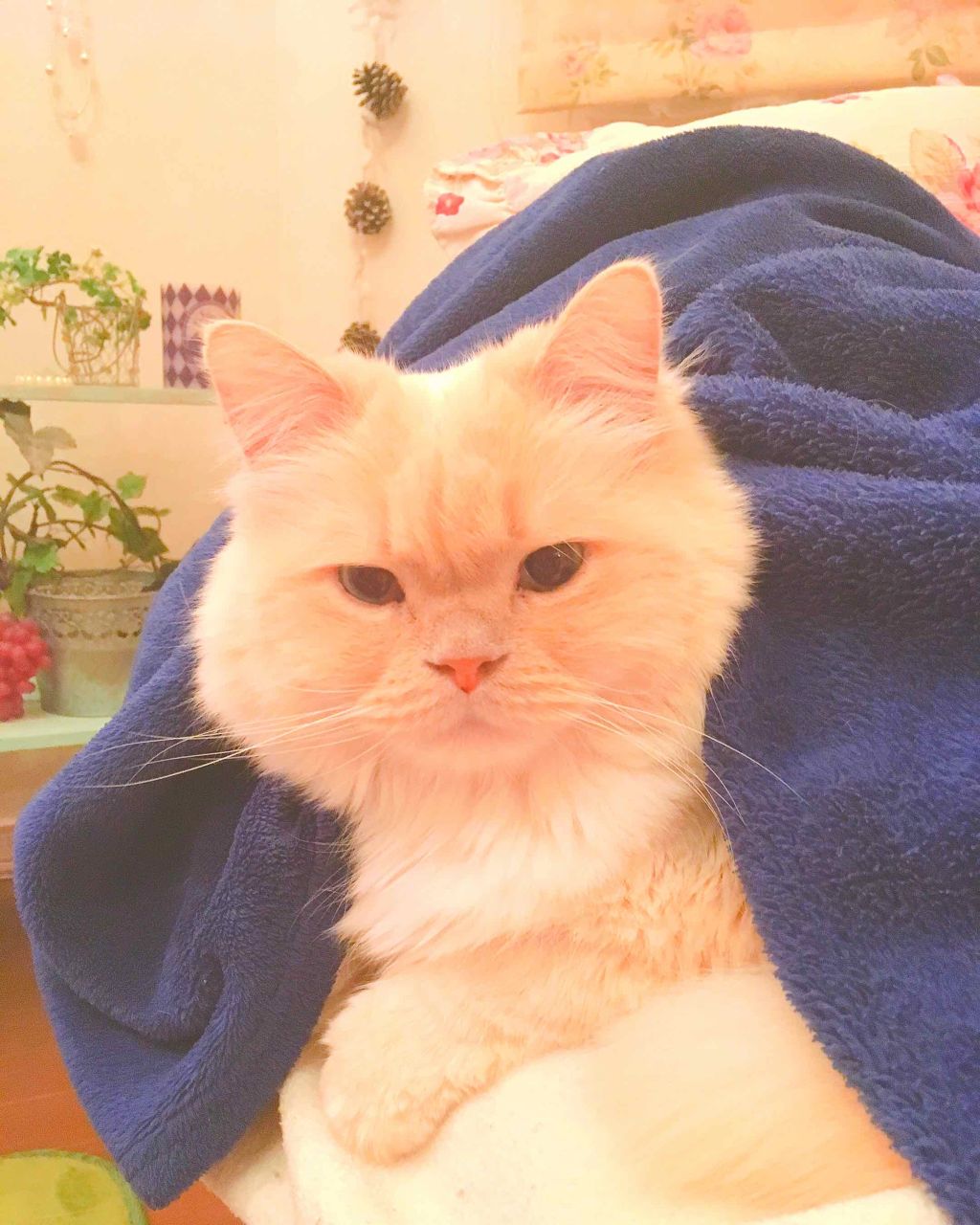 キム・ユジョン on LIPS 「自己紹介をしたいと思いまーす💜名前キム・ユジョン(女)年齢10..」(1枚目)