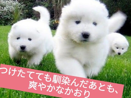 オーキッド オードパルファム/ZARA/香水(レディース)を使ったクチコミ(1枚目)