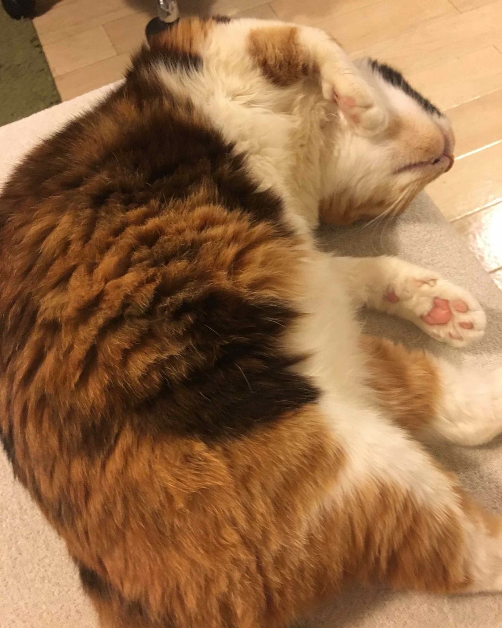 さとと on LIPS 「ふわふわな猫のような使い心地です!..」(1枚目)