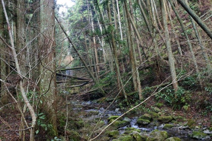 グリーンタンジェリン ビタC ダークスポットケアセラム/goodal/美容液を使ったクチコミ(2枚目)