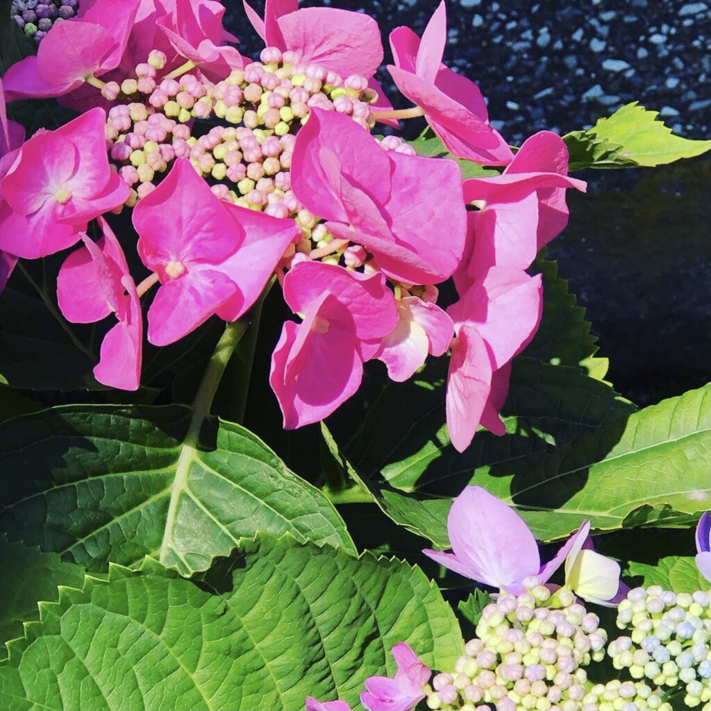 ロゼット洗顔パスタ 海泥スムース/ロゼット/洗顔フォームを使ったクチコミ（1枚目）