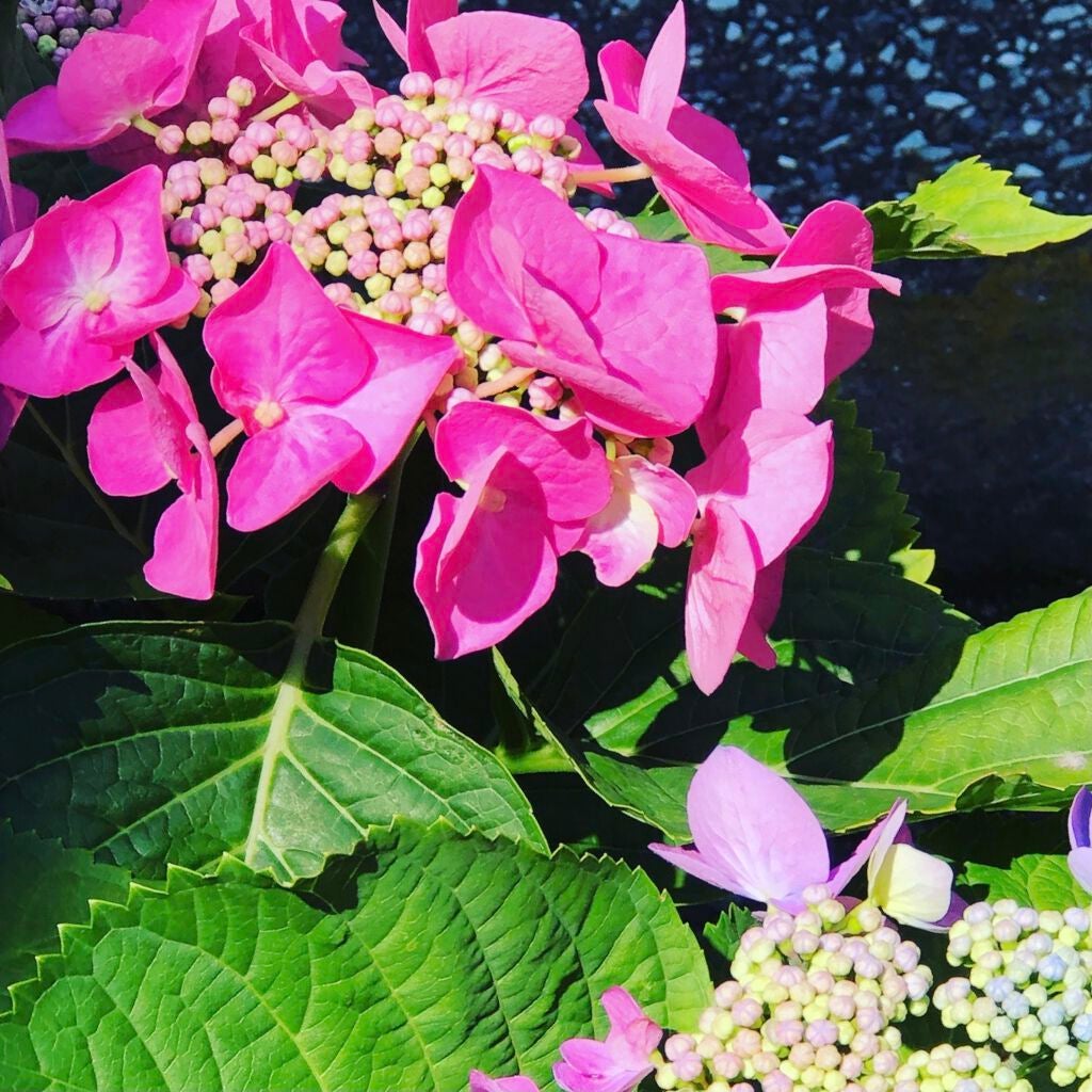 ハトムギ化粧水(ナチュリエ スキンコンディショナー R )/ナチュリエ/化粧水を使ったクチコミ(1枚目)