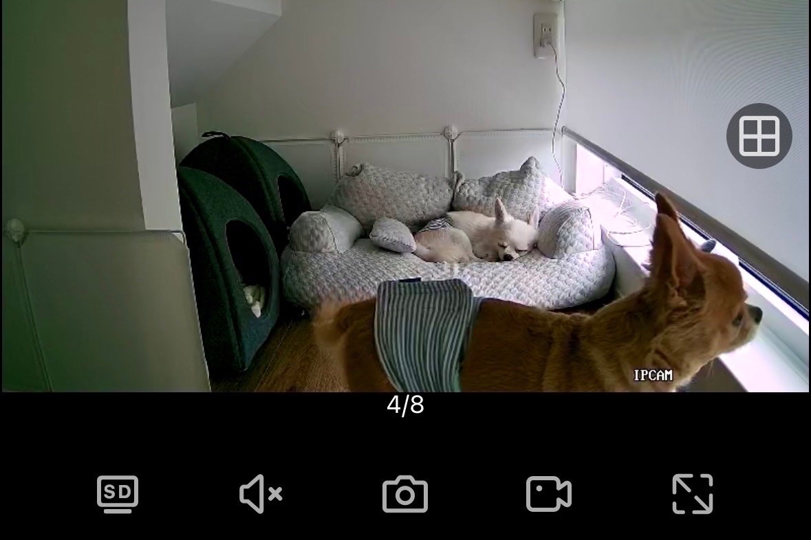 ぷぅぴぃ《紫コス部💜💗》 on LIPS 「大切な家族やペットを見守りませんか?✨Amazon購入品✨Wa..」(8枚目)