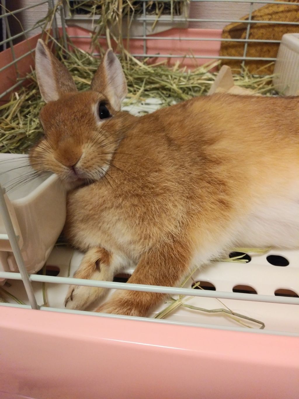 Sigil Inspired Magic Eyeshadows/SIGIL inspired/単色アイシャドウを使ったクチコミ(2枚目)