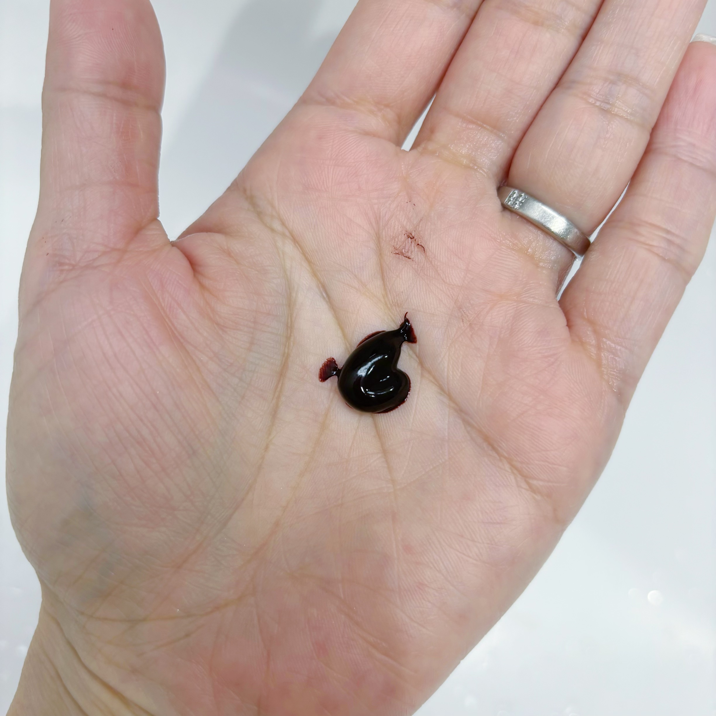 ブローネ カラートリートメント サクラピンク/ブローネ/ヘアカラーを使ったクチコミ（2枚目）