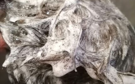 My Sweet SPA スカルプクリアシャンプー/Natural Majesty/市販シャンプーを使ったクチコミ(4枚目)