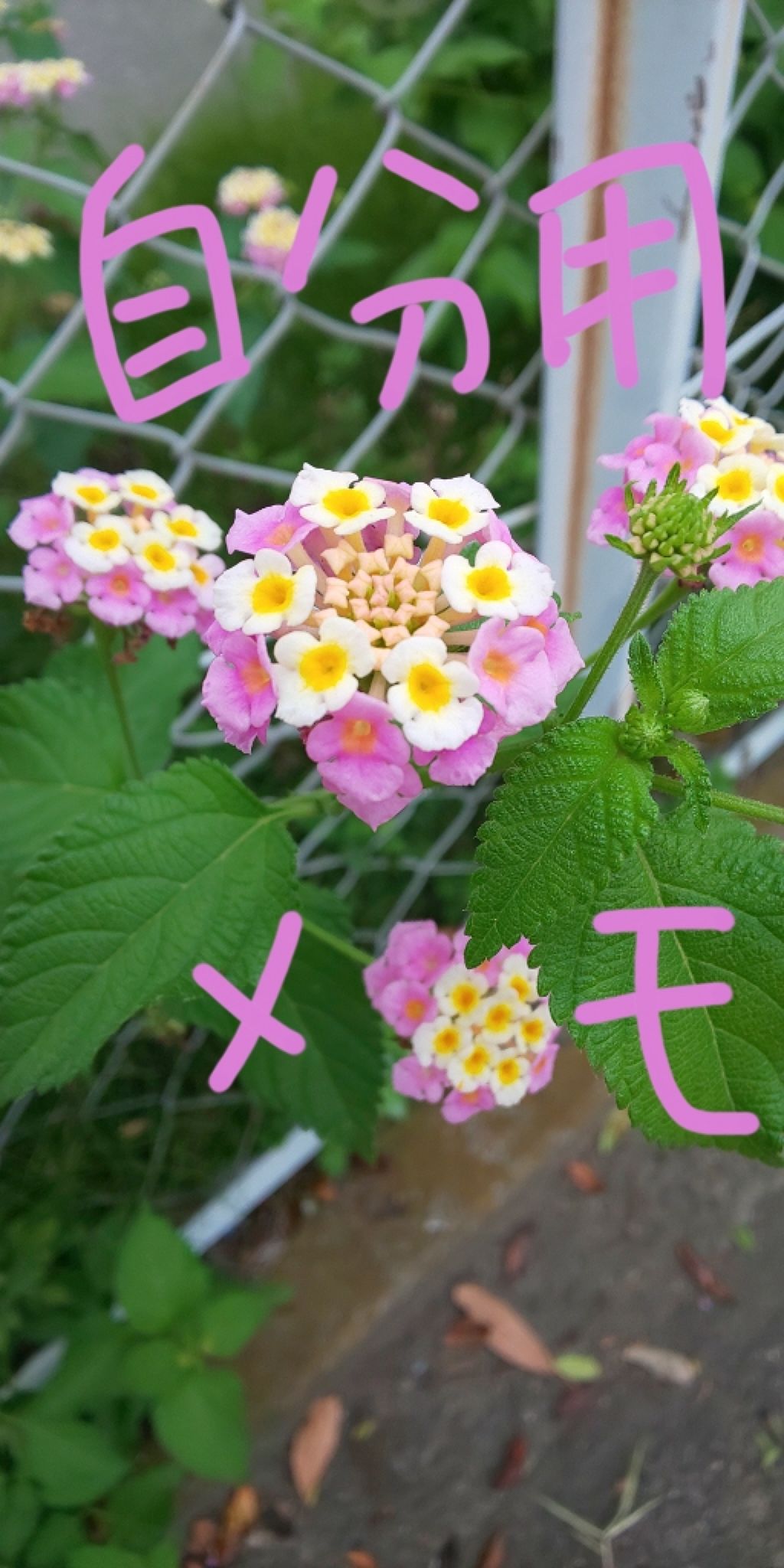 ハトムギ化粧水(ナチュリエ スキンコンディショナー R )/ナチュリエ/化粧水を使ったクチコミ(1枚目)