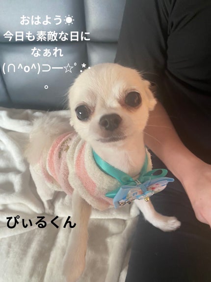 ジルスチュアート ジェリーアイカラー/JILL STUART/ジェル・クリームアイシャドウを使ったクチコミ(6枚目)