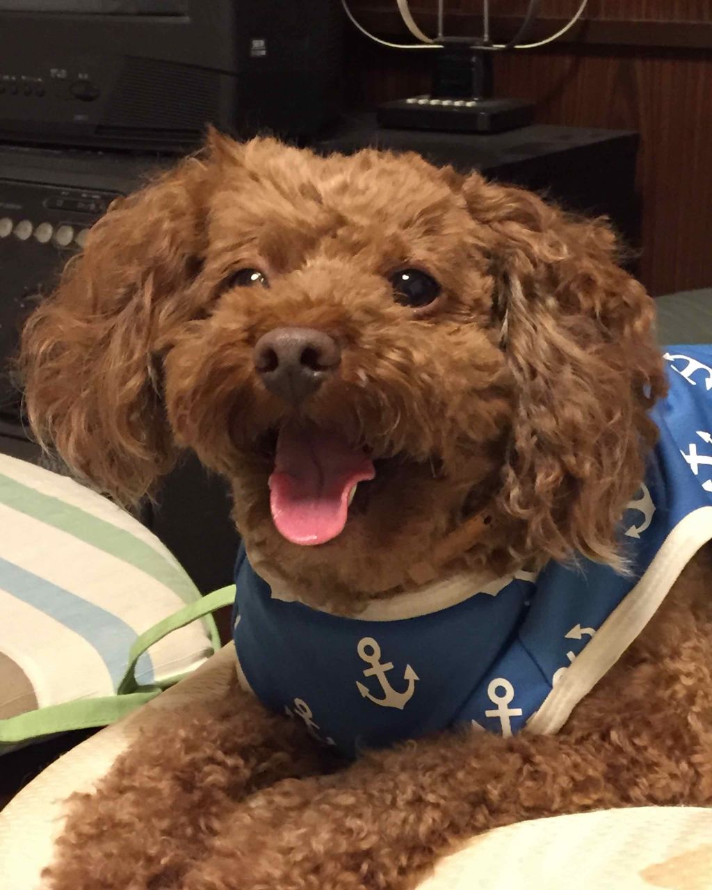 ハトムギ化粧水(ナチュリエ スキンコンディショナー R )/ナチュリエ/化粧水を使ったクチコミ（1枚目）