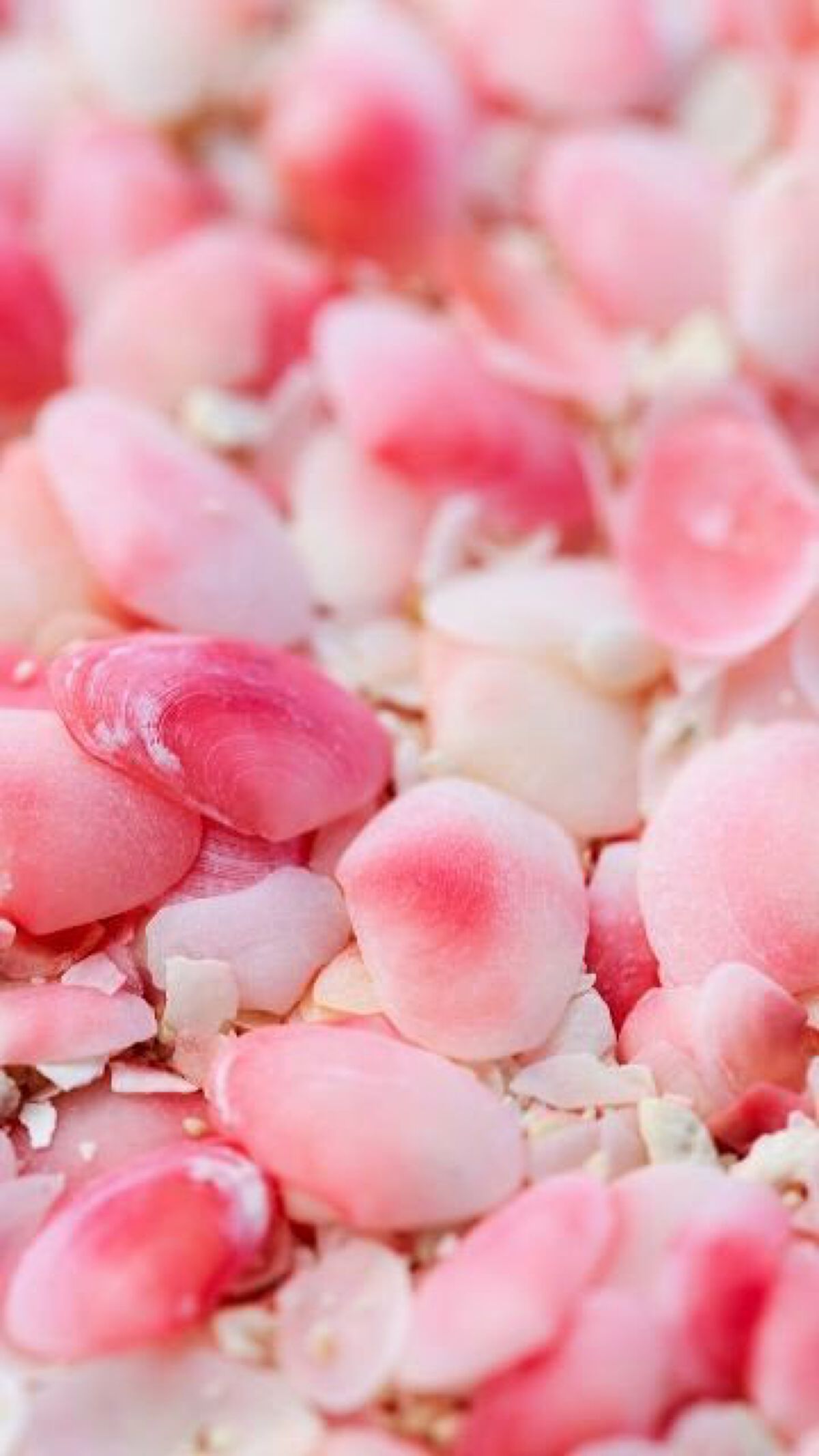 love ねこ on LIPS 「資生堂Elixir2.21新発売美白&エイジングケアが、期待で..」(7枚目)