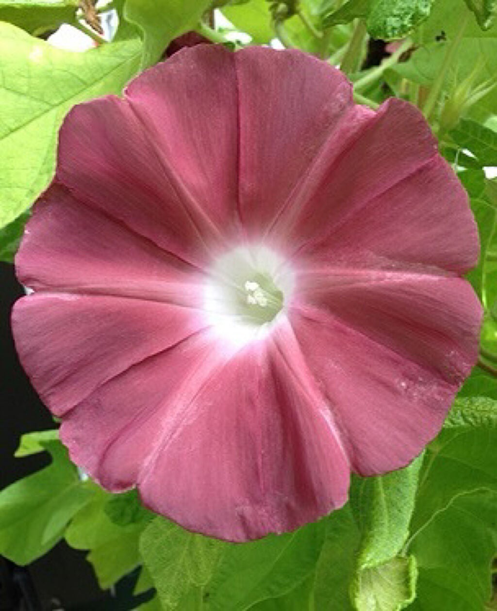 ベターザンアイズ 韓服エディション/rom&nd/アイシャドウパレットを使ったクチコミ(3枚目)