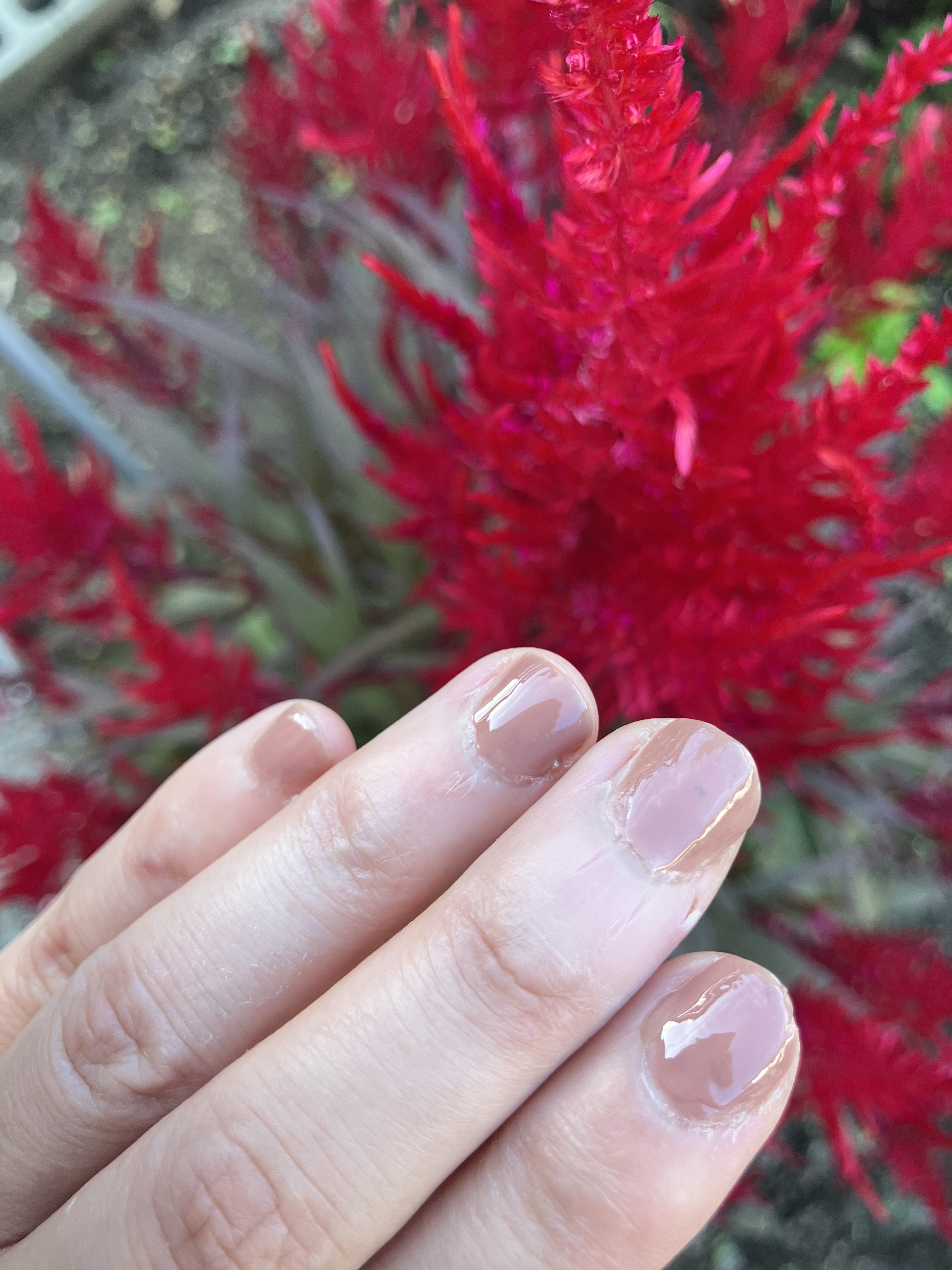 アンドバイロムアンド　グラッシードロップネイル VI01 ミルクベリー/&nd by rom&nd/マニキュアを使ったクチコミ（2枚目）