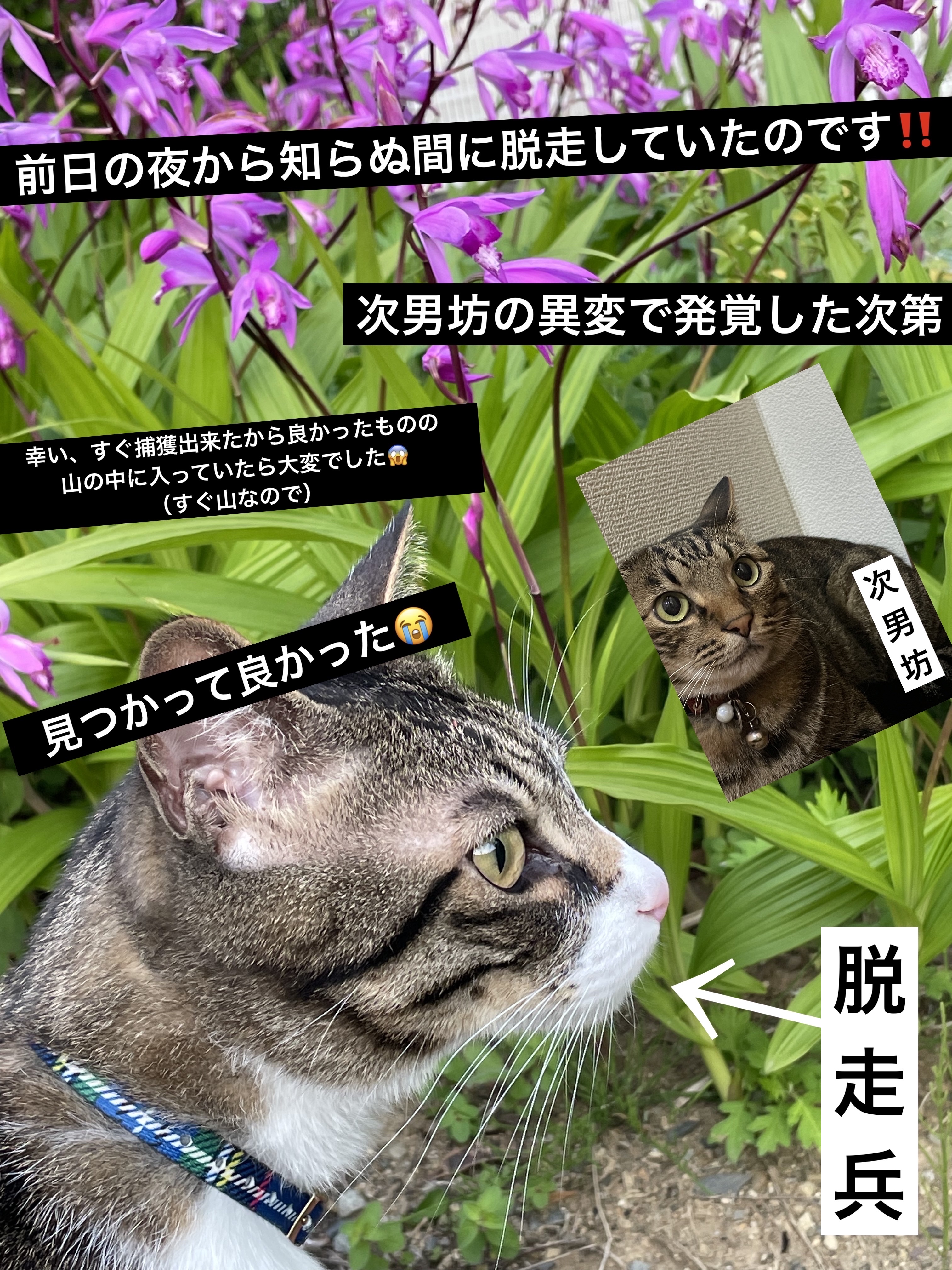 パーフェクトマルチアイズ/キャンメイク/アイシャドウパレットを使ったクチコミ（2枚目）