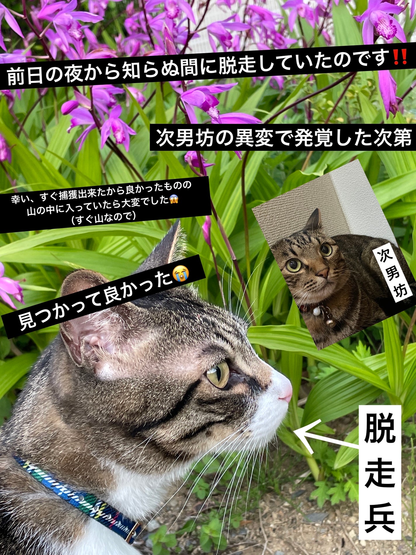 パーフェクトマルチアイズ/キャンメイク/アイシャドウパレットを使ったクチコミ(2枚目)