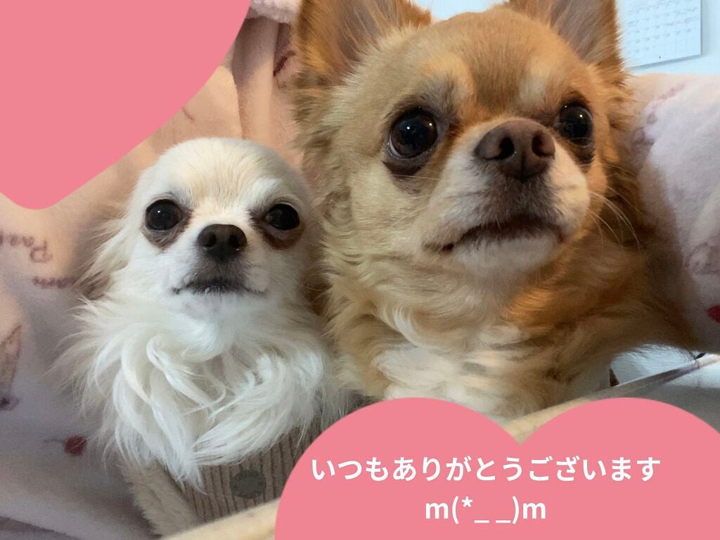 ぷぅぴぃ《紫コス部💜💗》 on LIPS 「🐶🐶🐶わんDayペット🐶🐶🐶🐶🐶🐶チワワイラストポーチ🐶🐶🐶チ..」(7枚目)