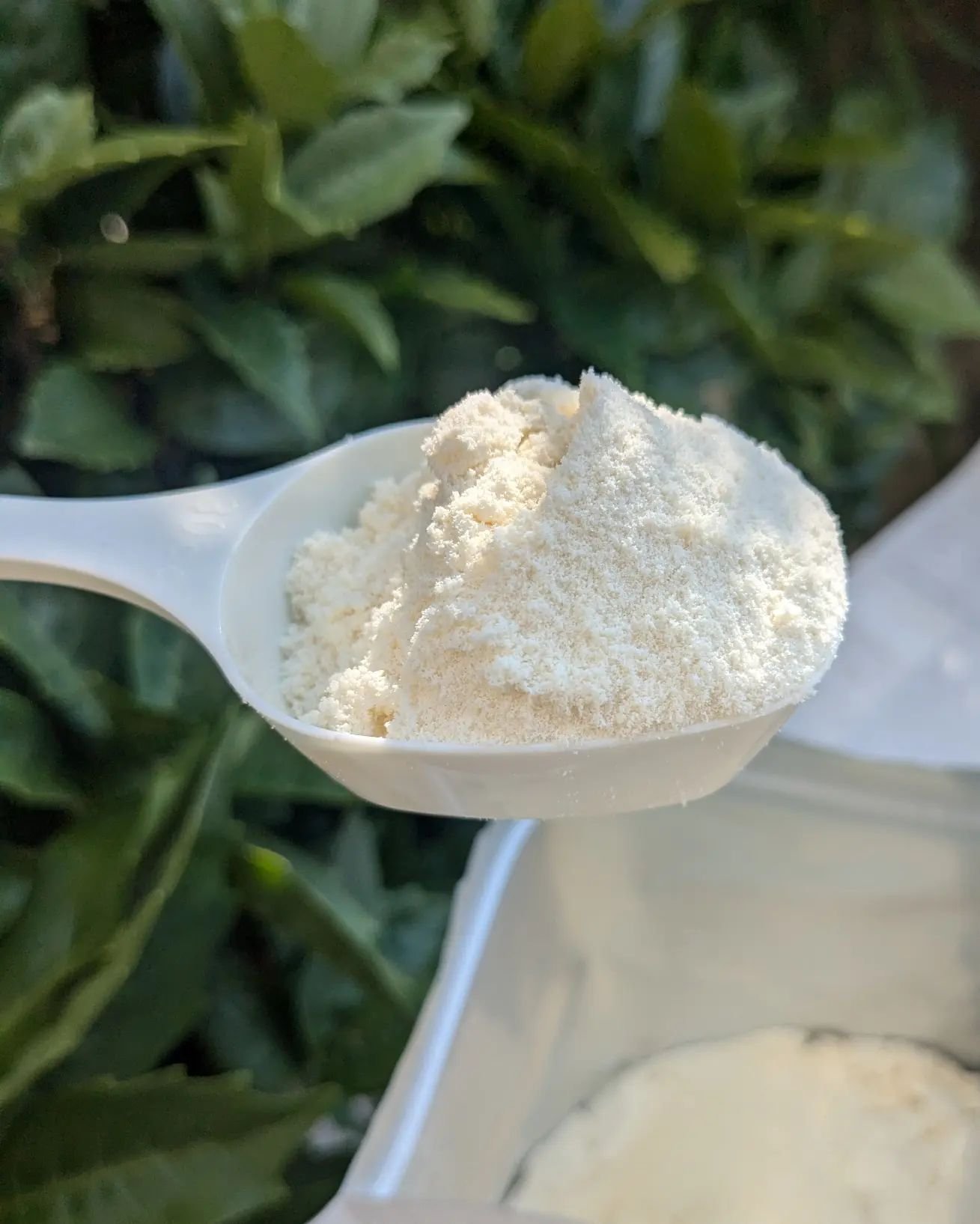 BEAUTY PROTEIN CS72 ホエイプロテイン レモン味/CS72 PROTEIN SHOP/ホエイプロテインを使ったクチコミ（3枚目）