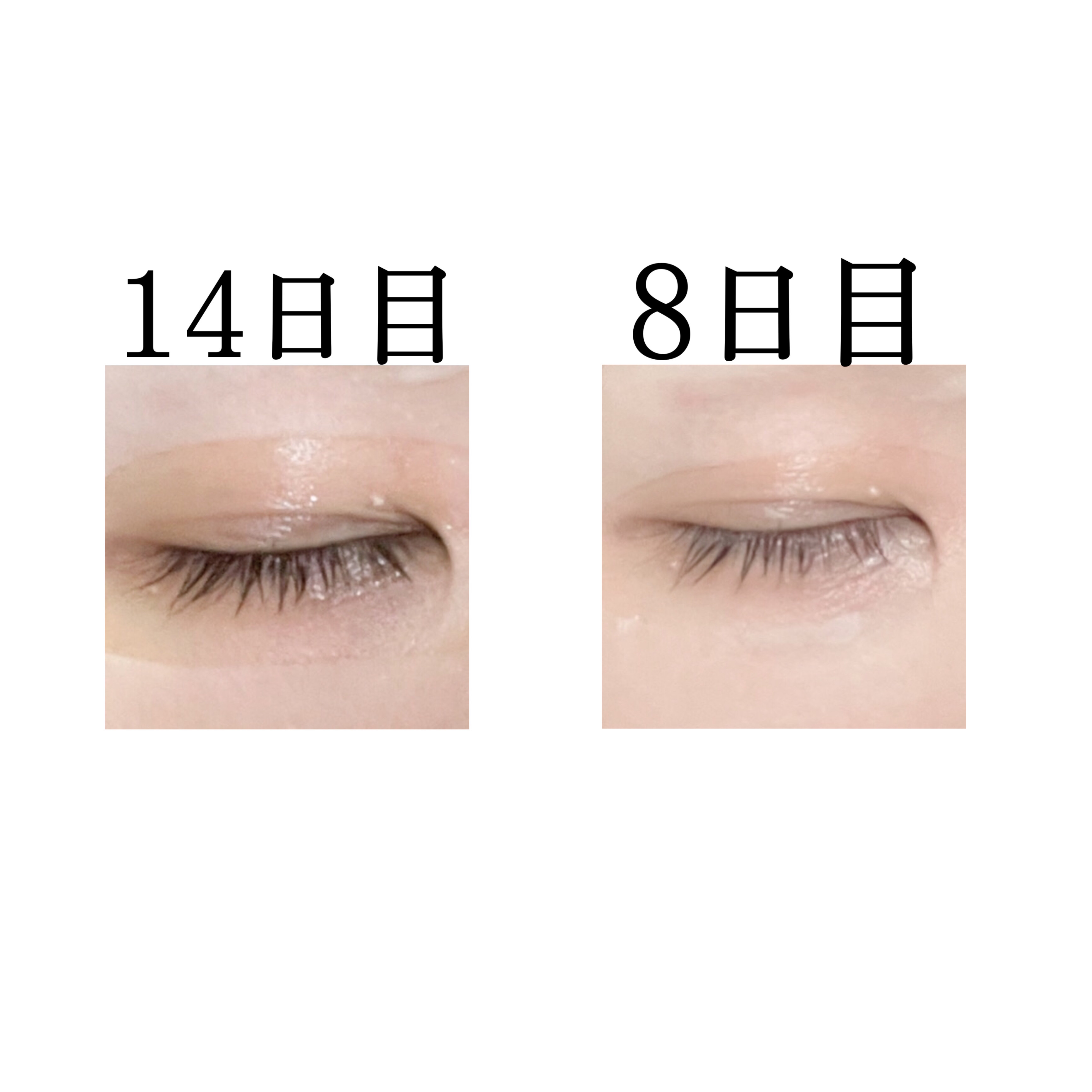マキアージュ ドラマティックアイラッシュエッセンスのクチコミ「まつ毛育成日記【2週間目】
　

✼••┈┈••✼••┈┈••✼••┈┈••✼••┈┈••✼
.....」（2枚目）