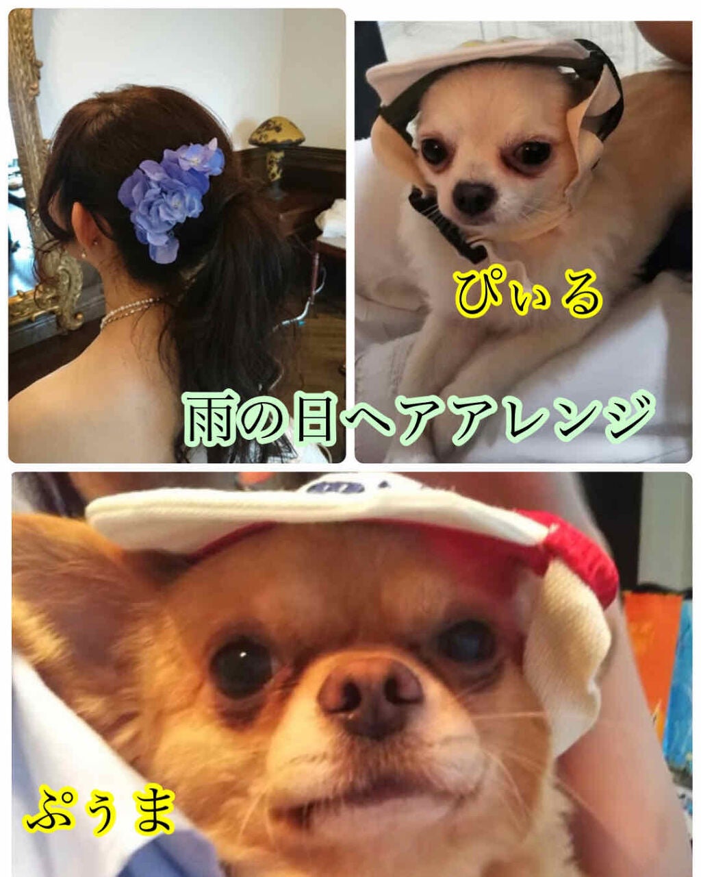 ぷぅぴぃ《紫コス部💜💗》 on LIPS 「おはようございます(✿´꒳`)ノ°+.*梅雨の時期ですね~⋆̩..」(4枚目)