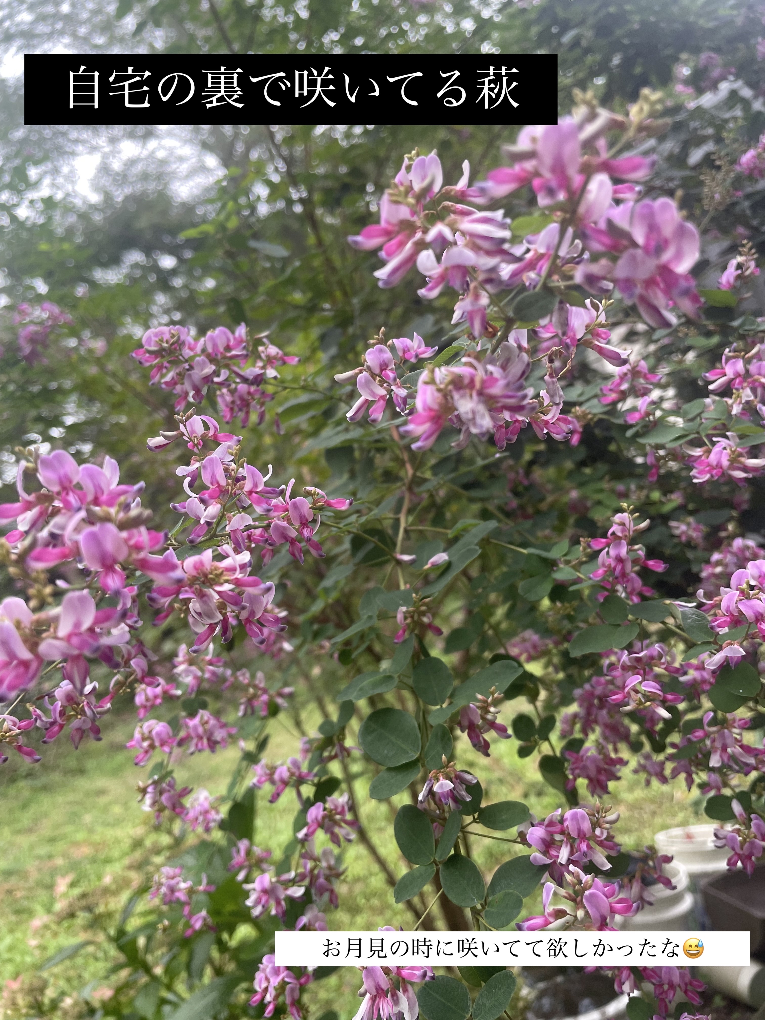 ミャオパウズアイシャドウパレット 04 気まぐれ/MilleFée/アイシャドウパレットを使ったクチコミ（2枚目）