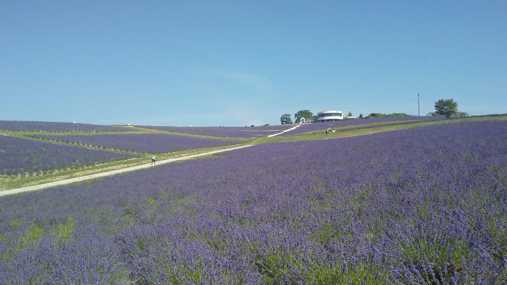 柔軟剤 フレッシュモヒートの香り/ランドリン/柔軟剤を使ったクチコミ（2枚目）
