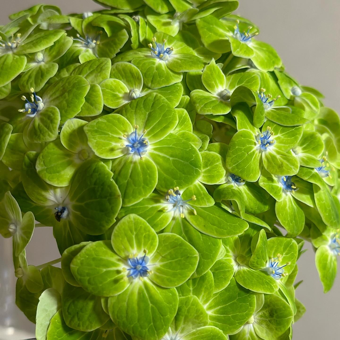 オサジ アップリフト ネイルカラー 43 Yobigoe〈呼び声〉/OSAJI/マニキュアを使ったクチコミ（3枚目）