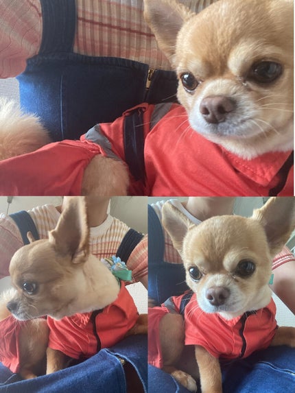 ナイストゥミーチュートランク/MAJOLICA MAJORCA/アイシャドウパレットを使ったクチコミ(5枚目)