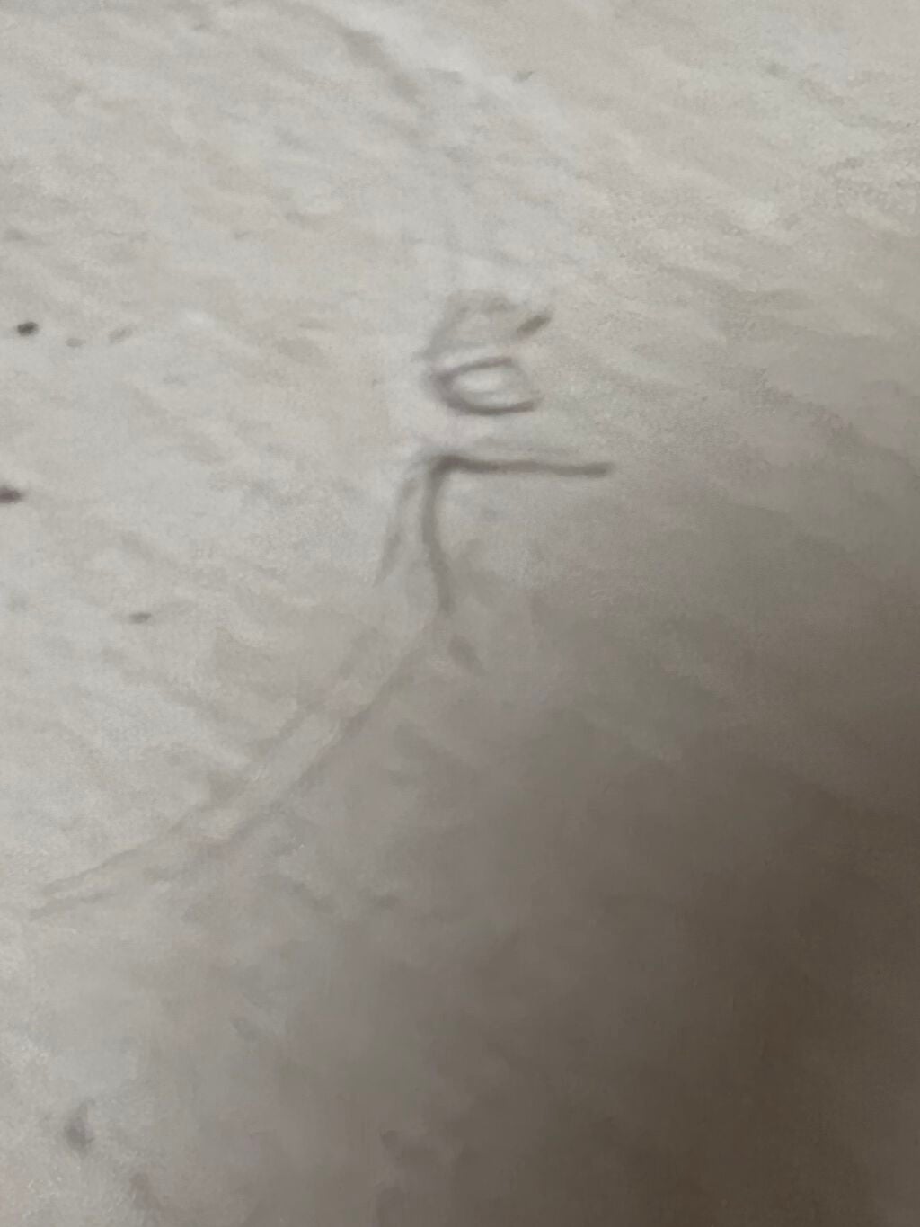 ヘアケアマスカラ/CEZANNE/ヘアジェルを使ったクチコミ(4枚目)